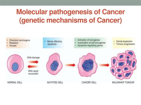 PPT - Etiology and Pathogenesis of Cancer PowerPoint Presentation, free download - ID:8909882