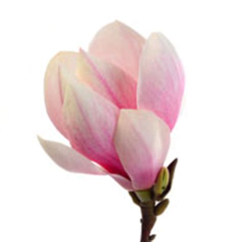 Meaning of Magnolias | Symbolism of Magnolia Flowers