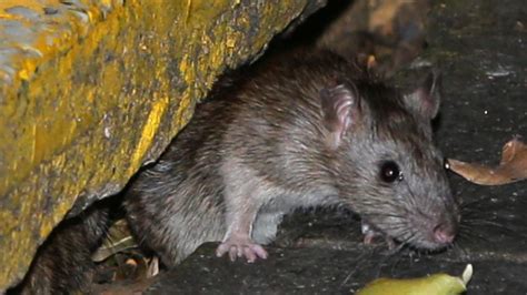 Norwegian sewer rats flooded out of tunnels and onto Sydney streets | Daily Telegraph