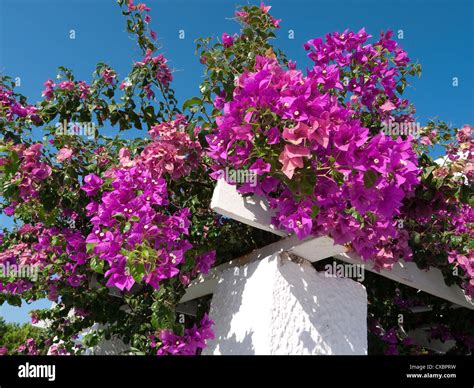 pink bougainvillea flowers, santorini, greece Stock Photo - Alamy