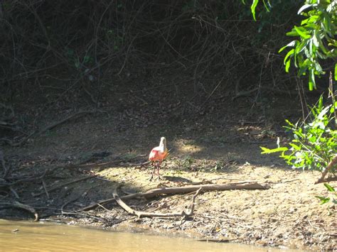 Wandering Jenny: Las Pampas, wildlife and more wildlife!