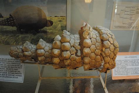 Glyptodon | Ancient humans, Prehistoric, Fossils