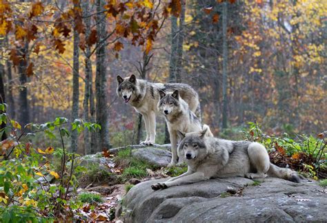 Gray Wolves Habitat Facts