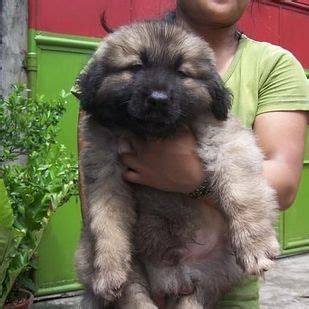 Expert Tips for Successful Dog Breeding