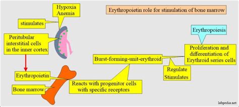 Erythropoietin Hormone (EP) - Labpedia.net