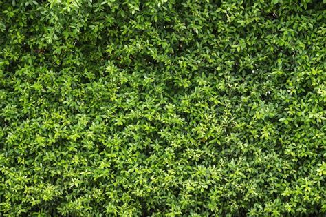 Premium Photo | Pattern of green plant wall texture and background