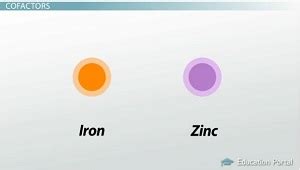 Cofactors vs. Coenzymes | Definition, Differences & Examples - Lesson ...