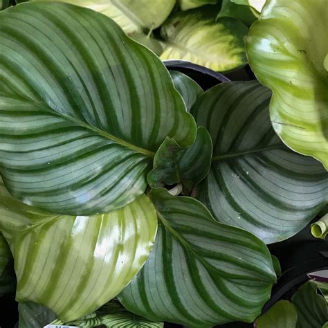 Calathea Orbifolia Care Guide (Everything you need to know)