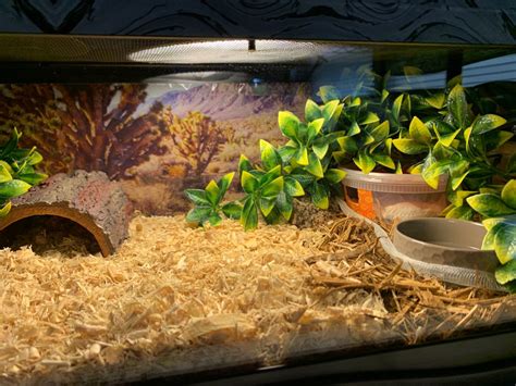 Corn Snake enclosure | Corn snake, Snake enclosure, Snake cages