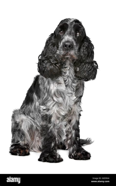 Dark blue roan Cocker Spaniel Stock Photo - Alamy