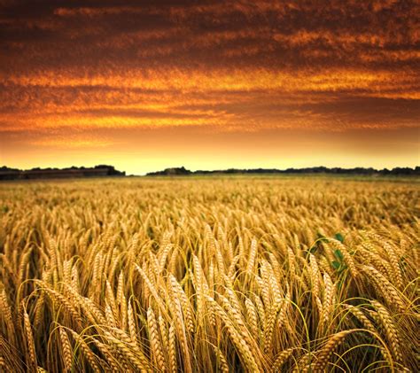 Wheat field during golden hour HD wallpaper | Wallpaper Flare