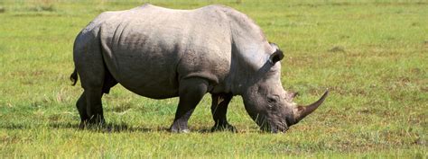 Can science save the northern white rhino?