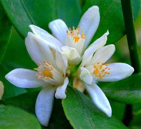 RUTACEAE 芸香科 - Tangerine Mandarin Flower (Citrus reticulat… | Flickr