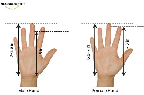 7 Common things that are 6 Inches long | Measurementer