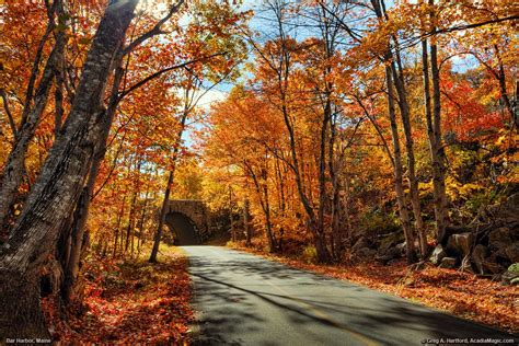 Bar Harbor Fall Foliage 2024 - Reiko Charlean