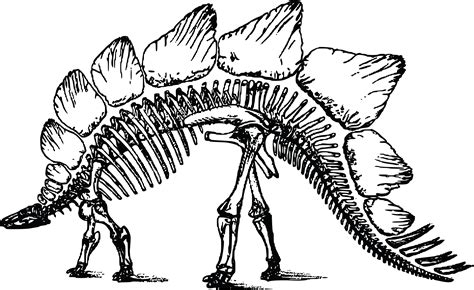 Printable Dinosaur Skeleton