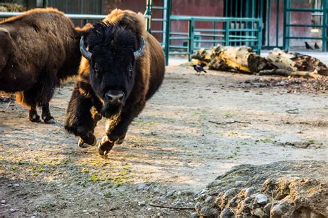 Bison is running | Bison, Vienna zoo, Running