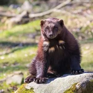 Wolverine - Facts, Diet, Habitat & Pictures on Animalia.bio