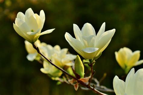 How To Grow And Care For Magnolia Trees