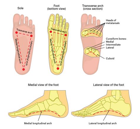 [DIAGRAM] The Arches Of Foot Diagram - MYDIAGRAM.ONLINE