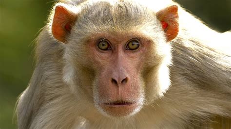 Gambling monkeys like big bets, study finds | Monkey pictures, Types of ...