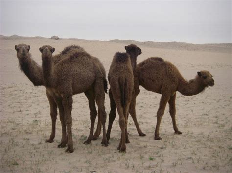 What Is The Gestation Period For A Camel : ^ infoplease.com > health and science > environment ...