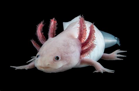 Seeking Superpowers in the Axolotl Genome - Big World Tale