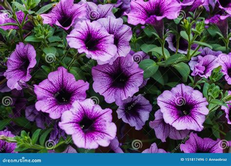 Bouquet of Purple Petunias in a Flower Pot Stock Photo - Image of pink, house: 151817496