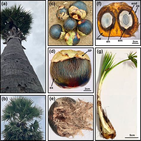 A 20-25-year-old Borassus flabellifer tree approximately 15 m tall (a ...