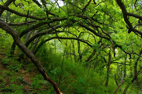 Little L.O. Trail No. 6 | Little Lookout (L.O.) Trail. Photo… | Flickr