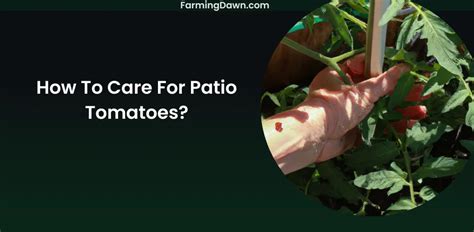 How To Care For Patio Tomatoes?