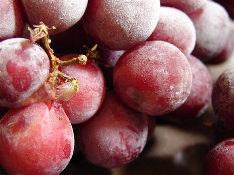 Frozen Grapes | kendiala | Flickr