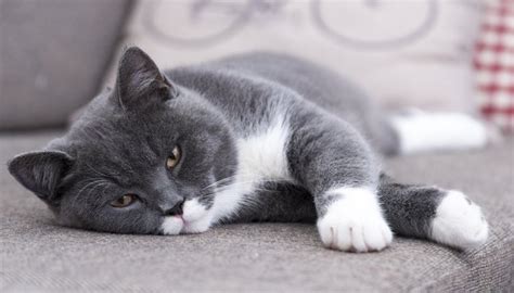 Signs & Symptoms of Cat Depression | Animals - mom.me