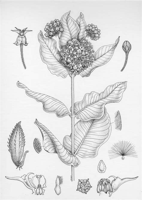 Scientific Illustration Plants