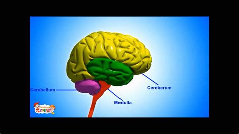 Medulla ( Brain Stem ) - Functions Video for kids by makemegenius.com - YouTube