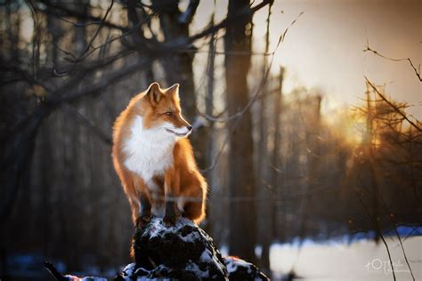 2560x1600 Fox Winter Morning Wallpaper,2560x1600 Resolution HD 4k ...