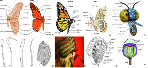 [DIAGRAM] Labelled Diagram Of Mouth Part Of Butterfly - MYDIAGRAM.ONLINE