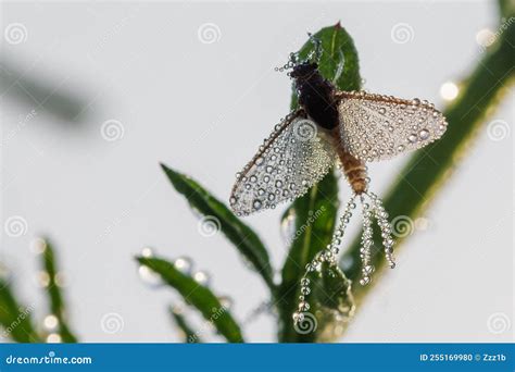 Imago of Ephemeroptera Mayfly Sits on Grass with Dew Drops on Wings Stock Photo - Image of fish ...