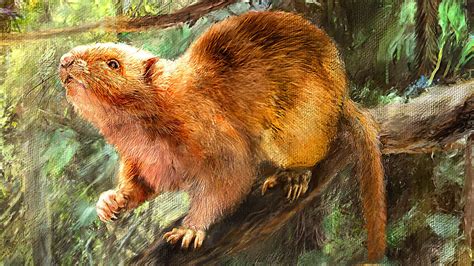 Giant cloud rat species once roamed Earth thousands of years ago, say scientists | – Rifnote