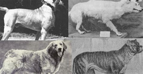 20 Extinct Dog Breeds So Strange That We Wish They Still Existed