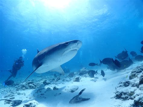 Scuba Diving with Sharks | shark dive Maldives | Scuba diving Maldives