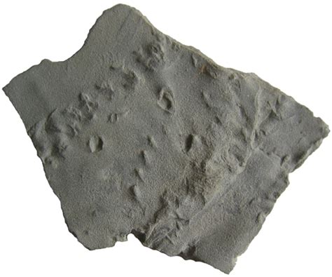 Trace Fossils