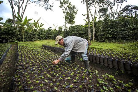 Man Harvesting Coffee Bean On Field In Manizales, Columbia stock photo - OFFSET