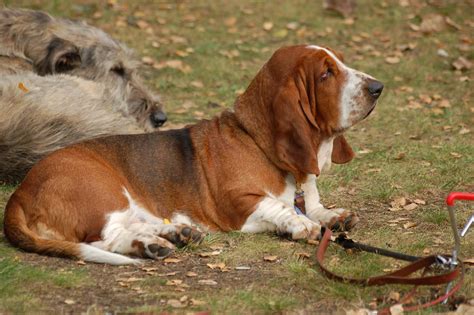 Archivo:Basset hound 0002.jpg - Wikipedia, la enciclopedia libre