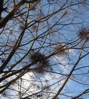 Witches Broom - Kew Gardens | Annie Mole | Flickr