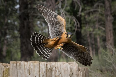 Aplomado Falcon | A captive, trained aplomado falcon | Jon Nelson | Flickr