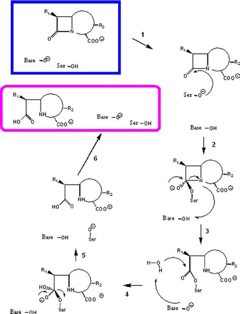 Lactam Hydrolysis