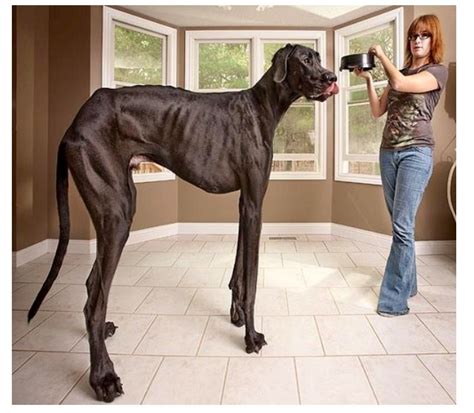 Worlds tallest dog | Doggies :D | Pinterest