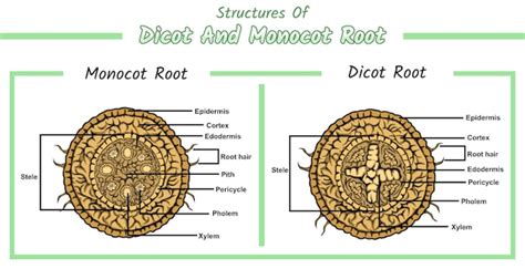 Monocot Dicot Root Structures