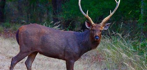 The Sambar Deer | Critter Science